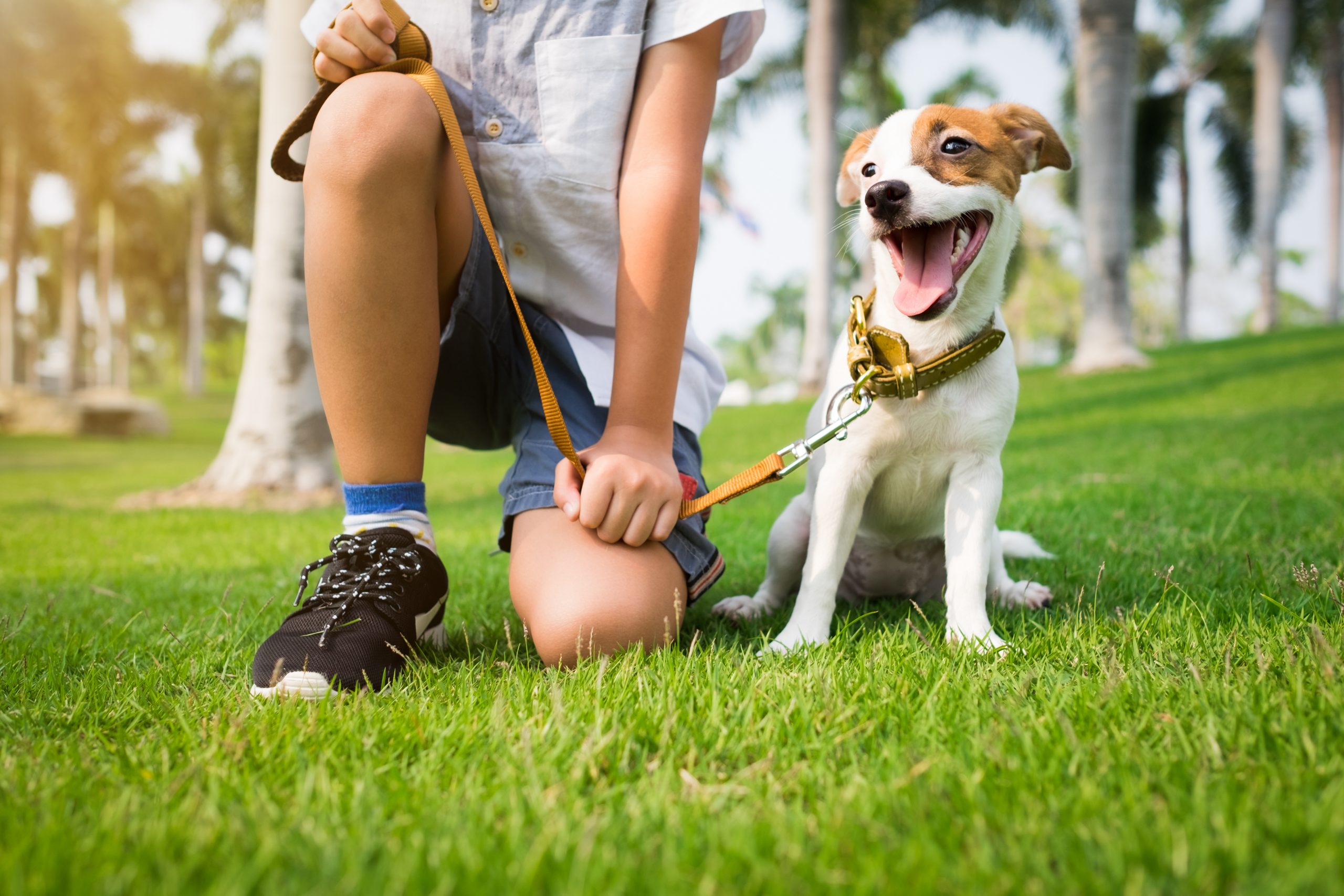 Collar o arnés para tu perro, ¿cuál elegir? – Amitypetfood