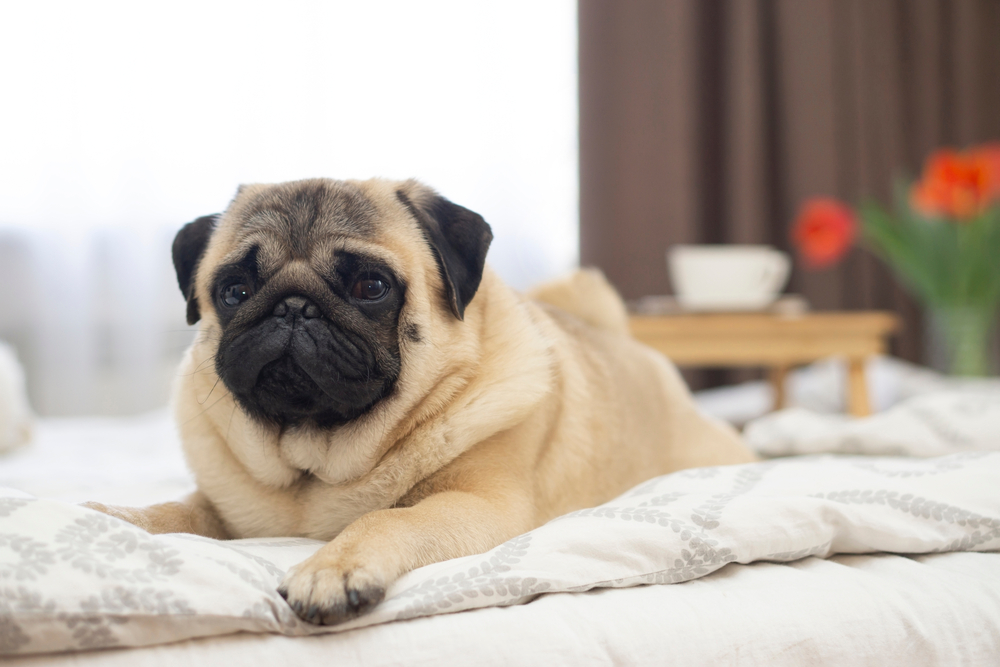 Las razas de perros que mejor adaptan a vivir en piso: ¿cuáles son y qué debemos tener en cuenta? Alinatur